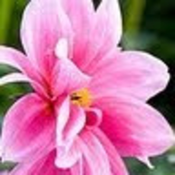 Meet your Posher, Patti - Picture 1 of 1